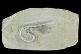 Bargain, Camptocrinus Crinoid Fossil - Crawfordsville, Indiana #94786-1